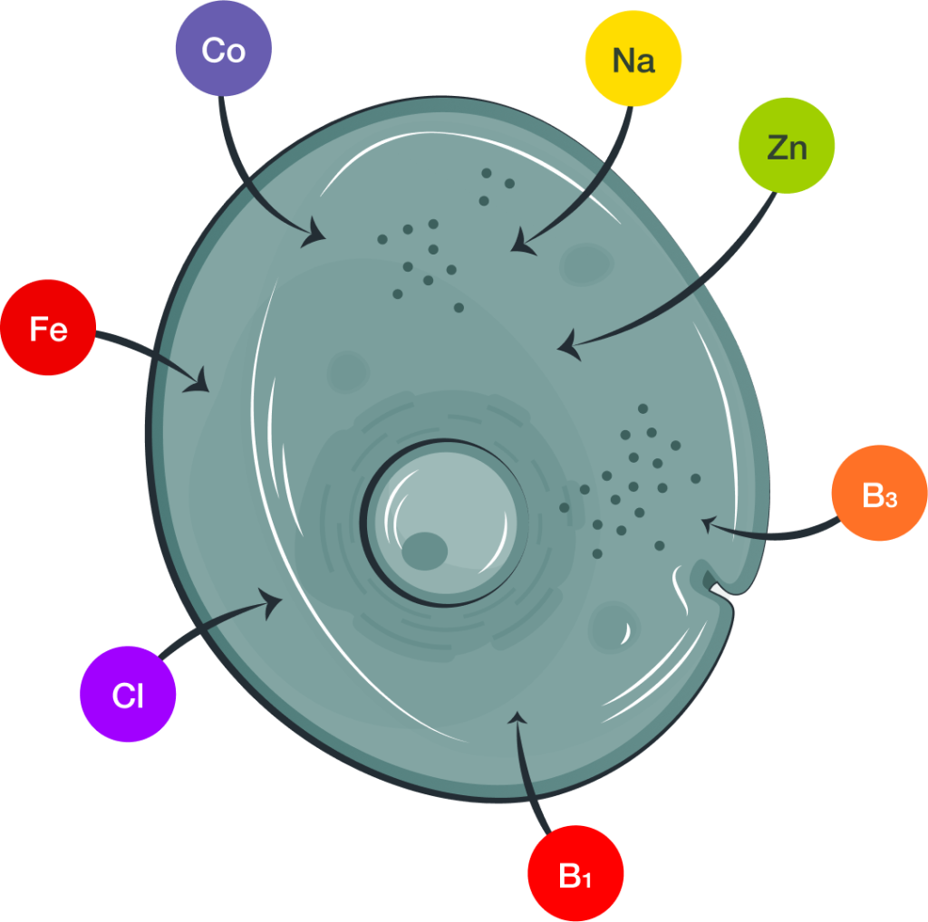 Grafik einer menschlichen Zelle mit markierten Nährstoffen wie Eisen, Zink, Natrium und Vitaminen B1 und B3 – Darstellung der Zellgesundheit durch essentielle Mikronährstoffe.