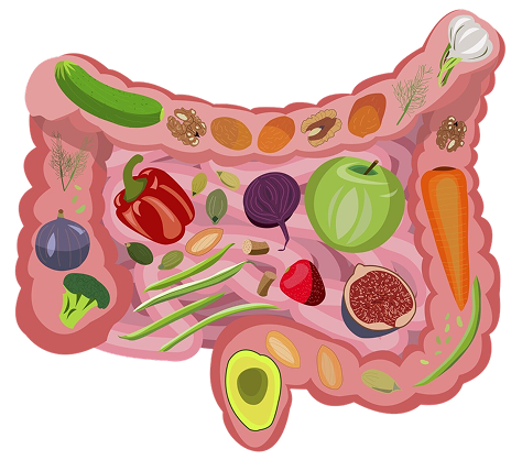 Infografik zum Darm: zeigt Größe, Funktionen und Bedeutung für Entgiftung, Nährstoffaufnahme und Immunsystem.