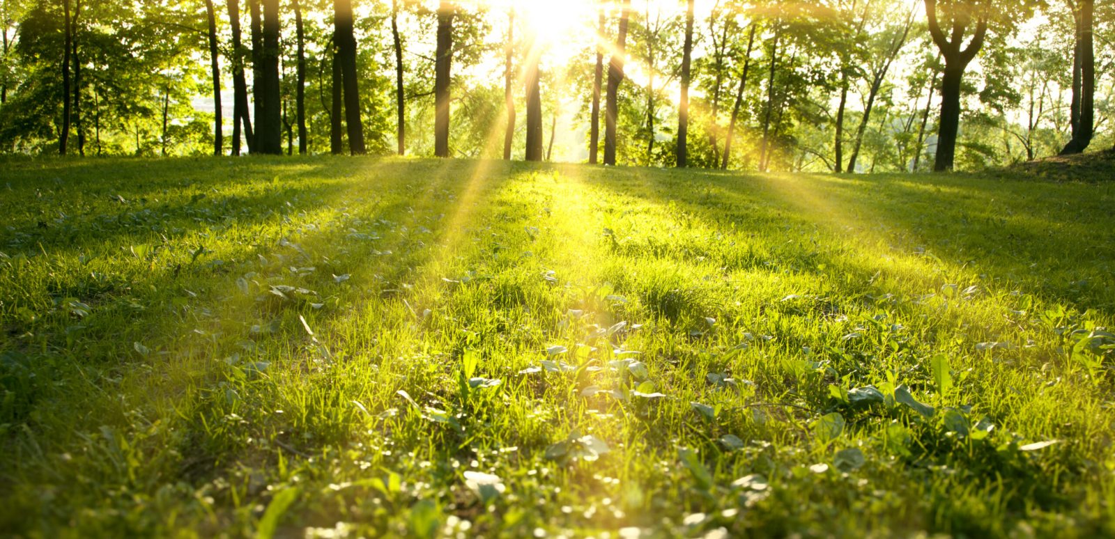 Sunlight,In,The,Green,Forest,,Spring,Time